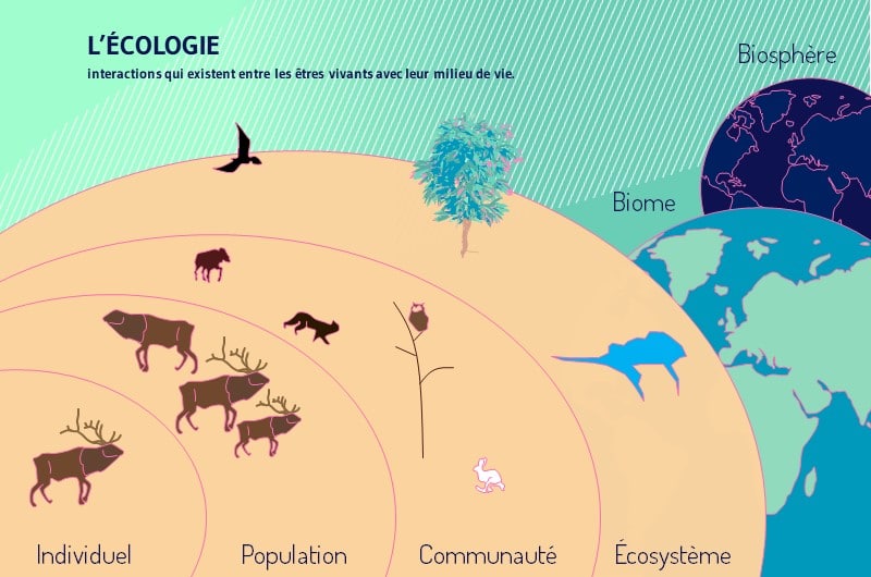 L ecologie