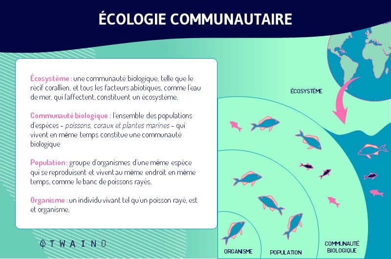 L Ecologie communautaire