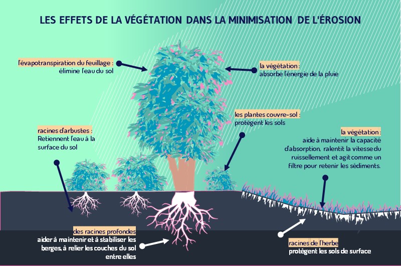 La plantation et la conservation des arbres