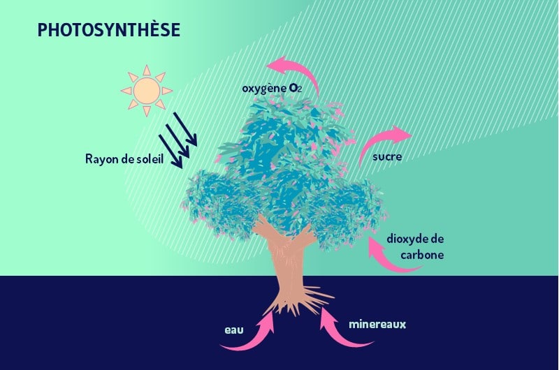 Photosynthese