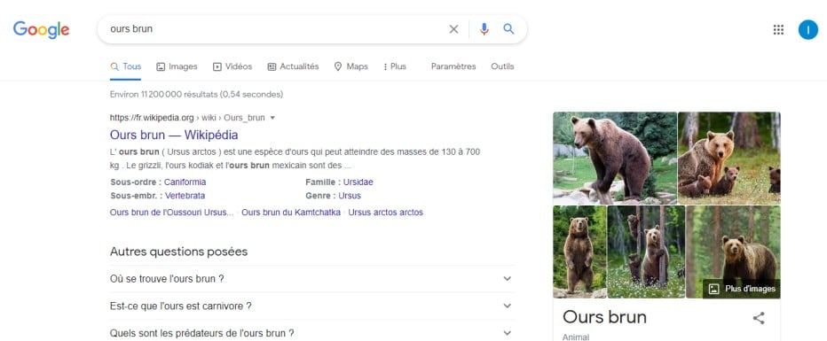 Recherche google ours brun (1)